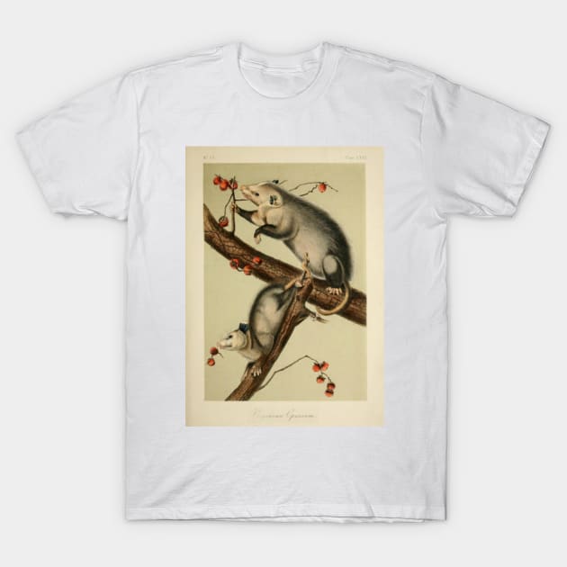 Vintage Opossums T-Shirt by bluespecsstudio